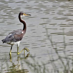 Tricoloured Heron