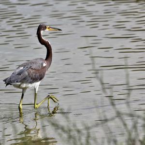 Tricoloured Heron