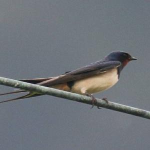 Barn Swallow