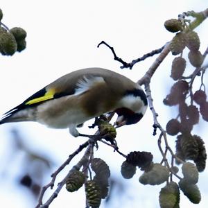 European Goldfinch