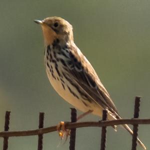 Red-throated Pipit