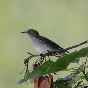 Grauschnäpper