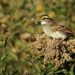 White-throated Sparrow