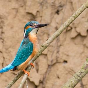 Common Kingfisher