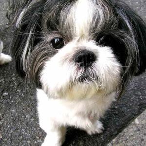 Shih Tzu