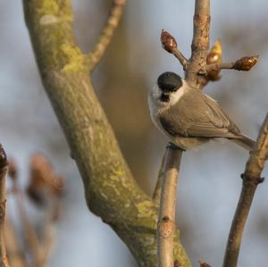 Marsh Tit