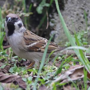 Eurasian Tree Sparrow