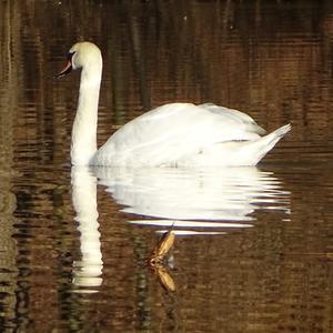 Mute Swan