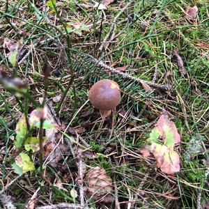 Bay Bolete