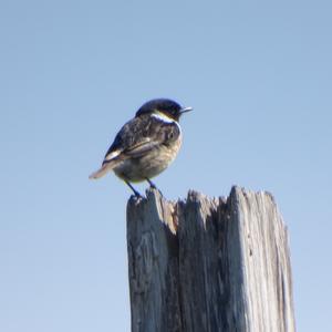 European stonechat