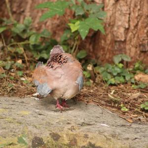 Laughing Dove