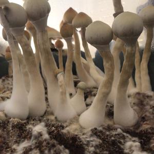 Bluing Psilocybe