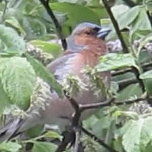 Eurasian Chaffinch