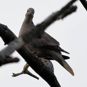 Eurasian Collared-dove