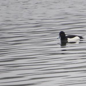 Tufted Duck