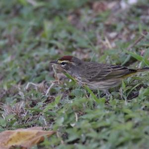 Palm Warbler