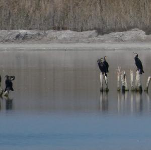 Great Cormorant