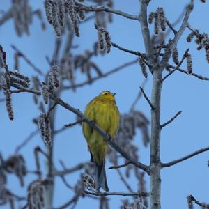 Yellowhammer