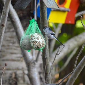 Long-tailed Tit