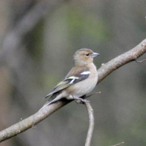 Eurasian Chaffinch