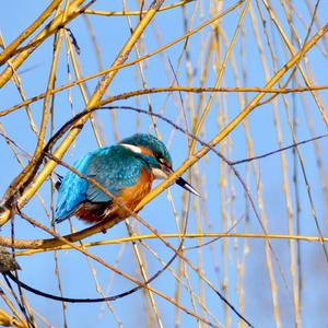 Common Kingfisher