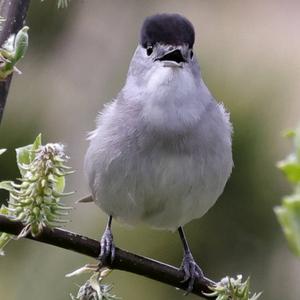 Blackcap