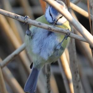 Blue Tit