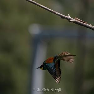 European Bee-eater