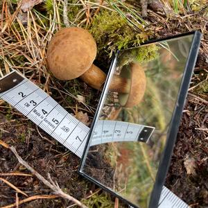 Bay Bolete