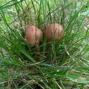 Fairy Ring Mushroom