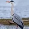 Squacco Heron