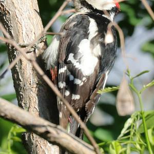 Great Spotted Woodpecker