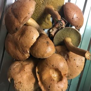 Jersey Cow Bolete