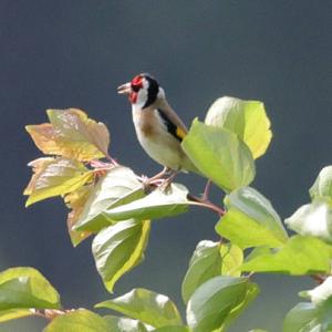 European Goldfinch