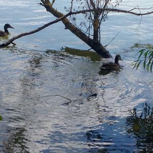 Common Pochard