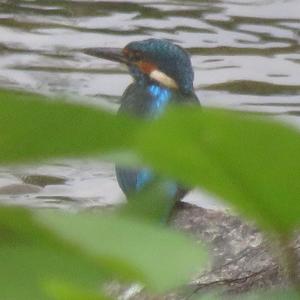 Common Kingfisher