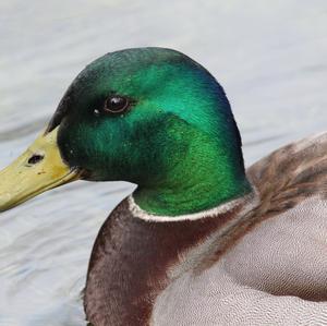 Mallard