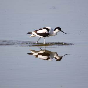 Pied Avocet