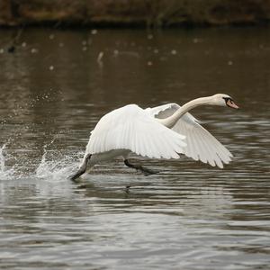 Höckerschwan