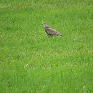 Mäusebussard