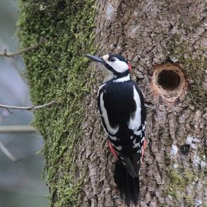 Great Spotted Woodpecker