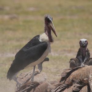 Marabou Stork