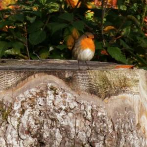 European Robin