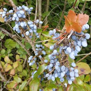 Oregon Grape