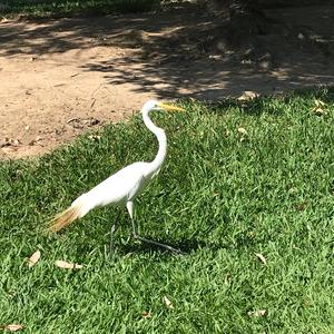 Great Egret