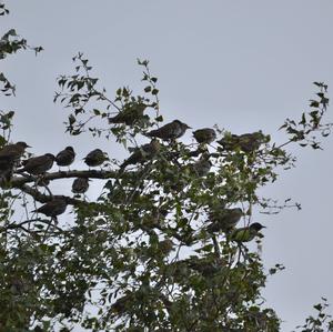 Spotless Starling