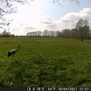 Common Crane