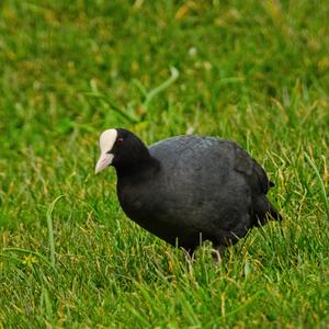 Common Moorhen