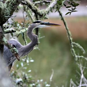 Great Blue Heron