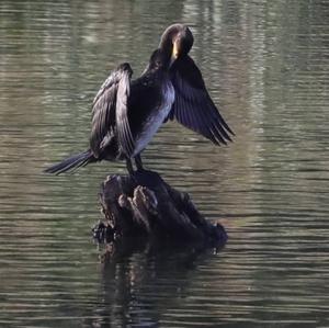 Great Cormorant